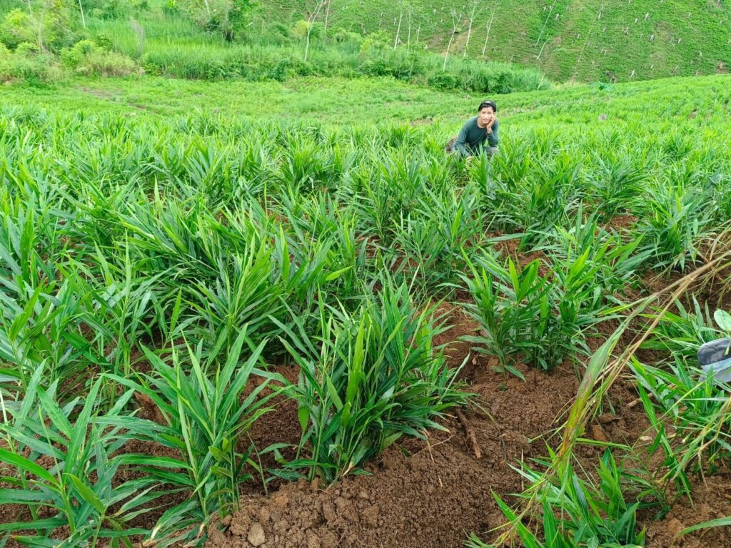 ginger field Peru