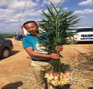 Lee with freshly harvested ginger